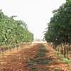 vinyes-i-bodegues-miquel-oliver-plantaciones-03.jpg