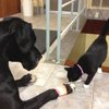clinica-veterinaria-beasain-mascotas-05.jpg