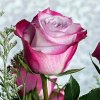 floristeria-rea-rosa-04.jpg