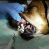 clinica-veterinaria-cuidados-odontologicos-04.jpg