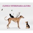 clinica-veterinaria-alcora