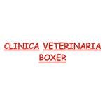clinica-veterinaria-boxer