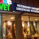 urvet-marbella-urgencias-veterinarias